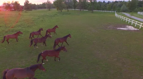 AERIAL: Numerous herd of horses running freely in meadow field on horse ranch Stock Footage