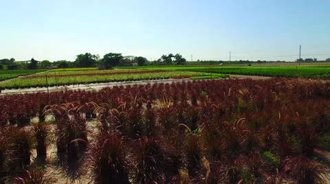 AERIAL - Nursery Stock Footage 64993906