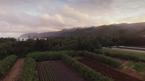 Aerial Oahu Fields and Farms Stock Footage 59132385