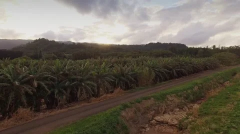 Aerial Oahu Fields and Farms Stock Footage 59132460