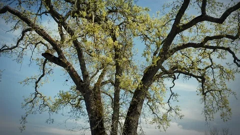 Aerial Of Oak tree, vines & vineyards and vines in Napa Valley, California Stock Footage
