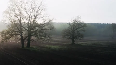 Aerial oak trees bare branches in field gloomy foggy morning. Misty landscape Video stock 154314037