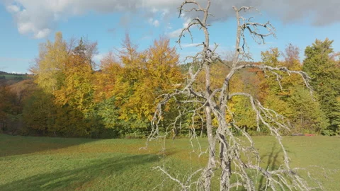 AERIAL: Old leafless fruit tree in sunny meadow, framed by autumn forest trees Stock Footage 345616787