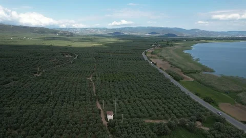 Aerial olive fields Stock Footage 203592984