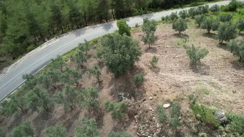 Aerial olive tree Stock Footage 203034827