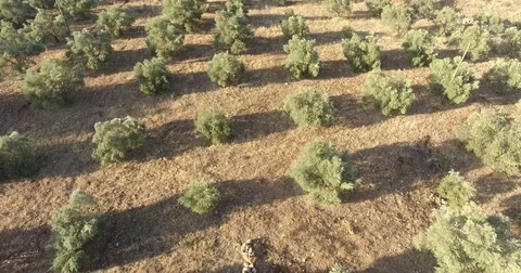 Aerial Olive Trees Stock Footage 81414920