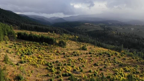 Aerial: Open Field With Sparse Bushes Surrounded by Evergreens and Mountains Stock Footage 102171658