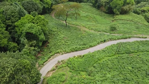 Aerial or drone shot of tea gardens with a road  in India Stock Footage 232120367