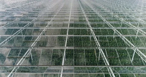 Aerial or flying over the agriculture greenhouses. Stock Footage