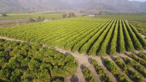 Aerial Orange fruit field Stock Footage 139515285