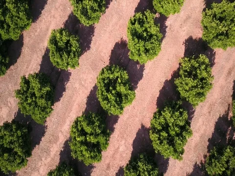 Aerial orange groves Valencia Spain Birdseye  Stock Footage