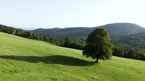 Aerial Orbit Around Huge Lonely Tree, Standing In The Middle Of Green Meadow Stock Footage 257200053