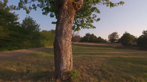 Aerial Orbit Around a Lone Tree at Sunset, Drone View Stock Footage 341237261