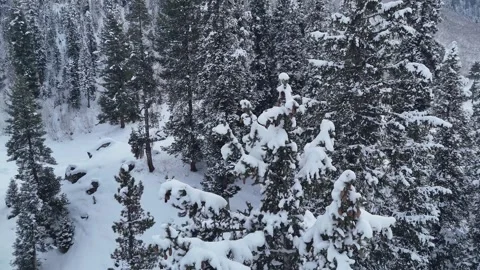 Aerial orbit around pine tree top revealing dark winter landscape Video stock 328960620