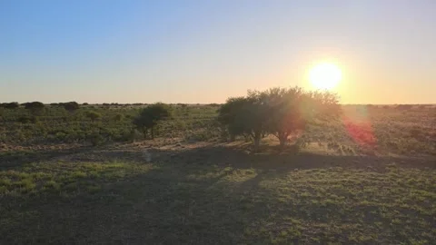 Aerial orbit around trees in dry arid desertification landscape, sunset Stock Footage 247118513