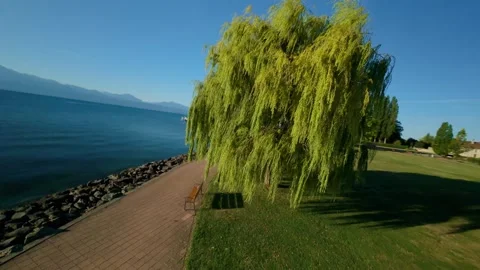 Aerial Orbit Around Willow Tree Toward Lake Pier Stock Footage 344257774