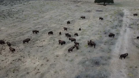 Aerial orbit of buffalo to the right Stock Footage 166133711