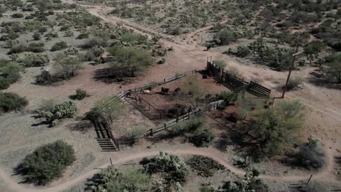 Aerial orbit of cattle in a ranch corral in the Arizona desert Stock Footage 232272904