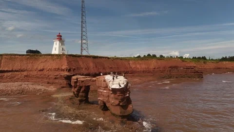 Aerial Orbit of Cormorants on Sea Stack, Cape Egmont Lighthouse Stock Footage 341363217