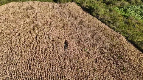 Aerial orbit of dry corn field bordering lush green tropical plantations Stock Footage 340590798