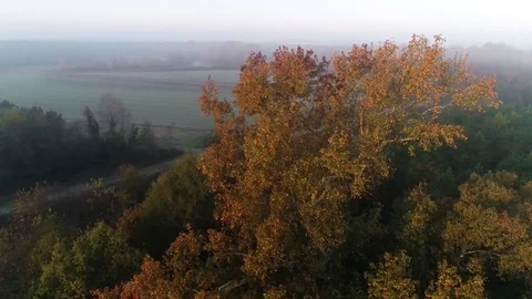 Aerial Orbit of Large Deciduous Tree in Autumn Stock Footage 115533422