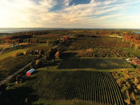 Aerial orbit left over vineyard Stock Footage 76152318