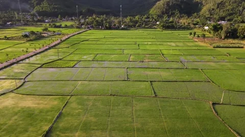 Aerial Orbit Over Rice Fields and Mountain Valley in Vietnam Stock Footage 336857018