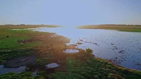 Aerial Orbit of Rural Windmill and Cattle Herd at Sunset Stock Footage 334346138