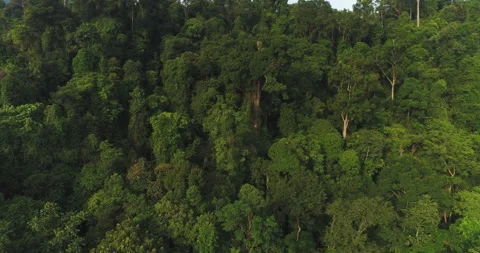 Aerial Orbiting the Jungle Canopy, Leuser National Park, Indonesia Stock Footage 141754229