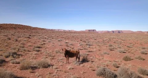 Aerial: Orbiting a single cow, grazing in Valley of the Gods, Utah Stock Footage 101864421