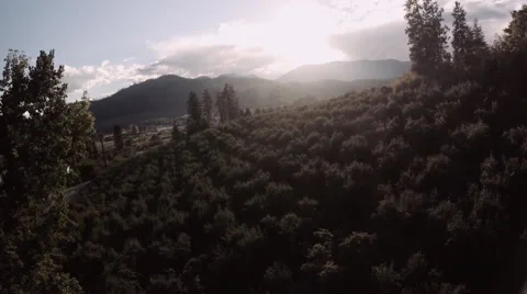 Aerial In Orchard: Flying Through Trees in Late Light, Pretty, Organic Stock Footage