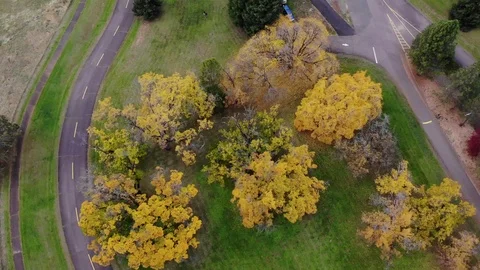 Aerial Oregon Trees in the Fall Stock Footage 126978825
