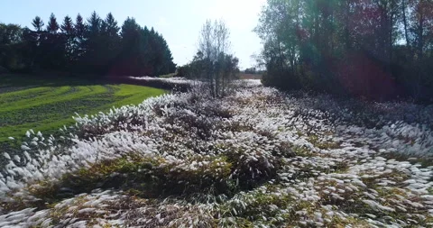 Aerial Over Back Lite White Reed Blowing In The Wind Like Waves In A River Video stock 199834287