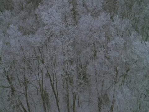 Aerial over bare trees coated with snow. Video stock 86750520