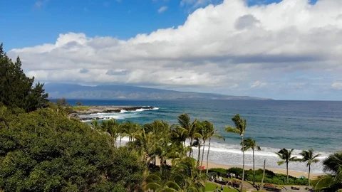 Aerial over Beach with Palm Trees in Maui, Hawaii (4k) Stock Footage