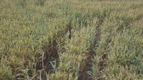 Aerial over corn fields moving forward and then upward Stock Footage 79969283