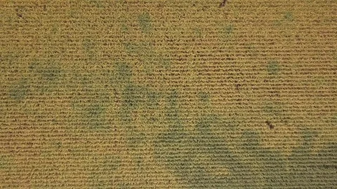 Aerial over corn fields moving diagonally Stock Footage 79970069