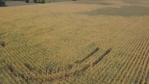 Aerial over corn fields with tip up into sky 库存影片 79969888