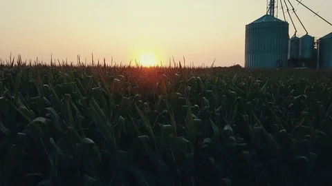 Aerial over cornfield at sunrise looking into sun Stock Footage