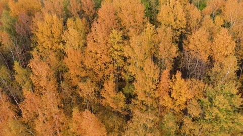 Aerial Over Crowns Of Trees In Forest Golden Red Yellow Color On Autumn Evening Stock Footage 204724735
