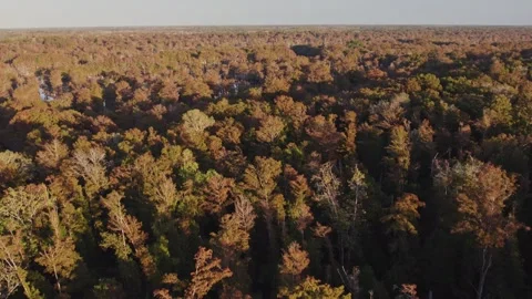 Aerial over dense thick forest in the panhandle of Florida Stock Footage 323266254