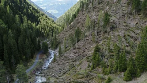 Aerial over devastated forest after storm and very strong winds in the Alps Stock Footage 132061380