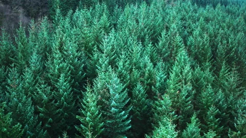 Aerial over a Evergreen Conifer Tree Forest in Scotland Stock Footage 137595219