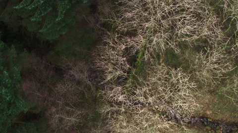 Aerial over a Evergreen Conifer Tree Forest in Scotland Stock Footage 138031367