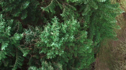 Aerial over a Evergreen Conifer Tree Forest in Scotland Stock Footage 138049950