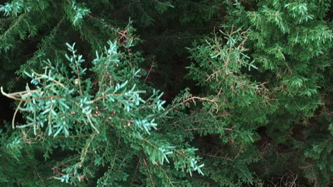 Aerial over a Evergreen Conifer Tree Forest in Scotland Video stock 138050031