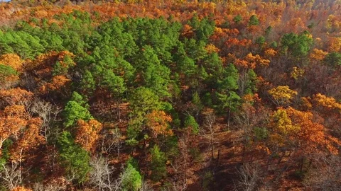 Aerial over Fall Trees in Autumn Stock Footage 76119336