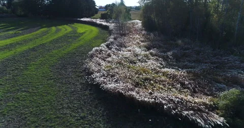 Aerial Over Field Of Back Lite White Reeds Blowing In The Wind Like A River Video stock 199836439