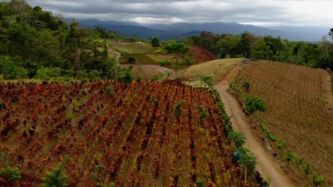Aerial Over Fields With Mountains In Background, Costa Rica 库存影片 90437722