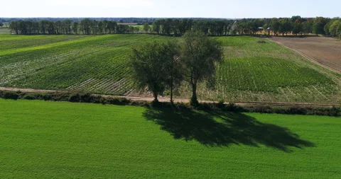 Aerial Over Fields Ready For Harvesting With New Crops Growing Stock Footage 199874500